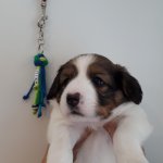 32 Tag Anhaenger von Andrea